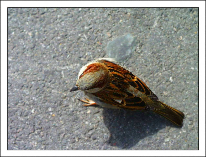 Gen�ve: Un oiseau picore les miettes de croissant � 'La Cl�mence'
Place du Bourg-de-Four